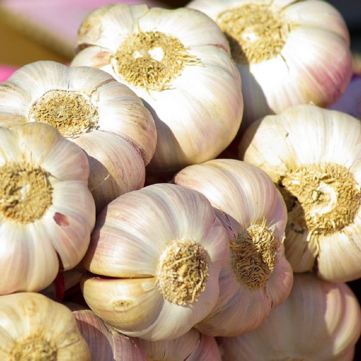 Semen česen Japo II - Allium sativum - nepaličar - čebula česna - 1 pakiranje