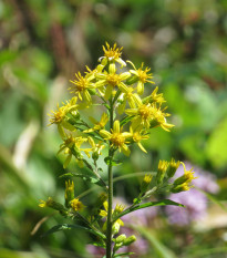 Zlata rozga - Solidago virgaurea - semena zlata rozge - 20 kosov