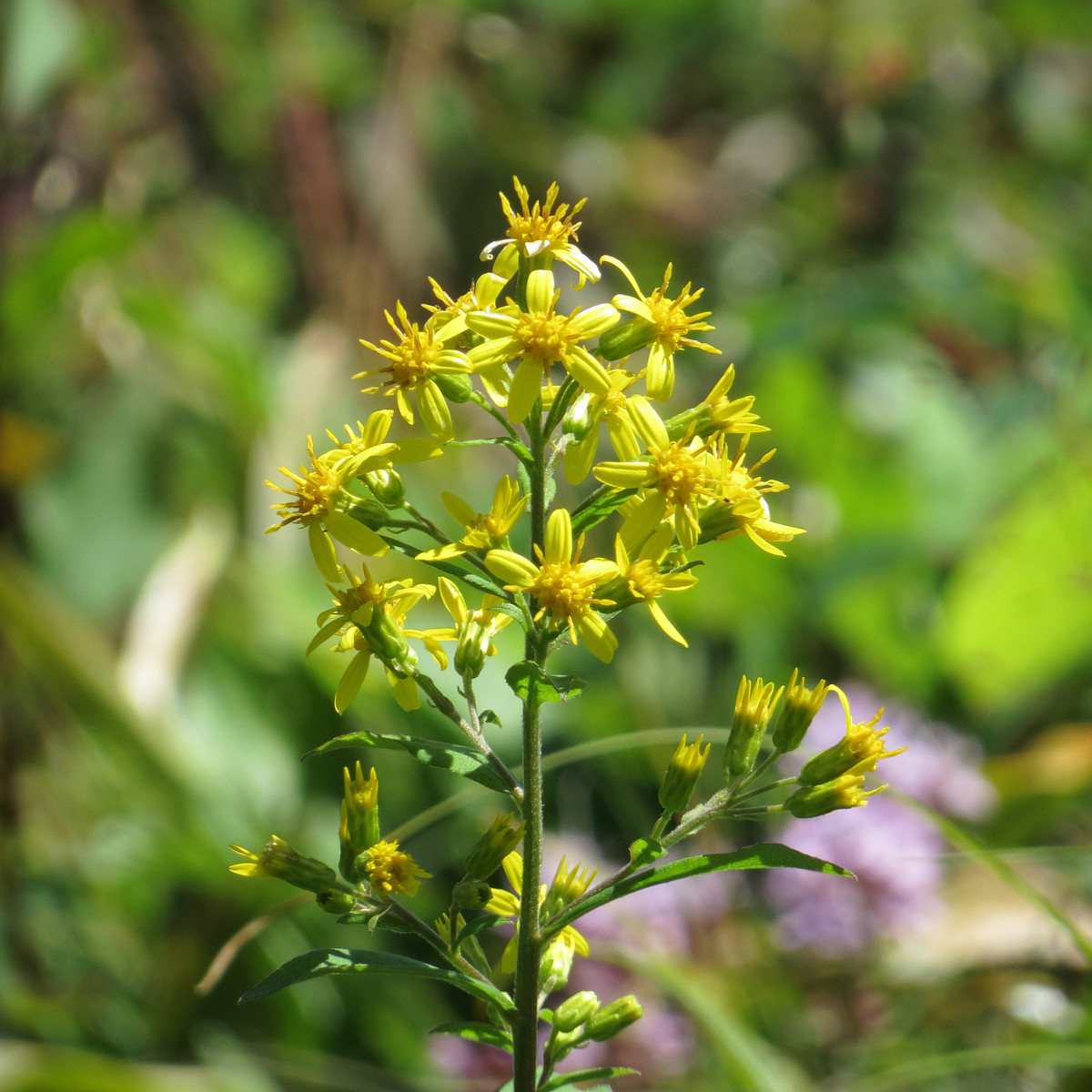 Zlata rozga - Solidago virgaurea - semena zlata rozge - 20 kosov