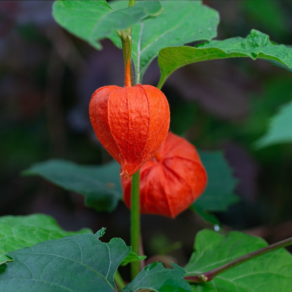 Mochyně židovská - Physalis alkekengi - semena mochyně - 30 ks