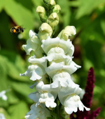 Hledík větší bílý - Antirrhinum majus - semena hledíku - 35 ks