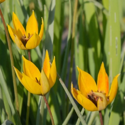 Gozdni tulipan - Tulipa sylvestris - čebulice tulipana - 3 kosi