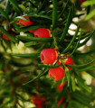 Tisa navadna - Taxus baccata - semena tise - 5 kos