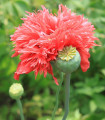 Mak Rose Feathers – Papaver somniferum – semena maka – 200 kosov