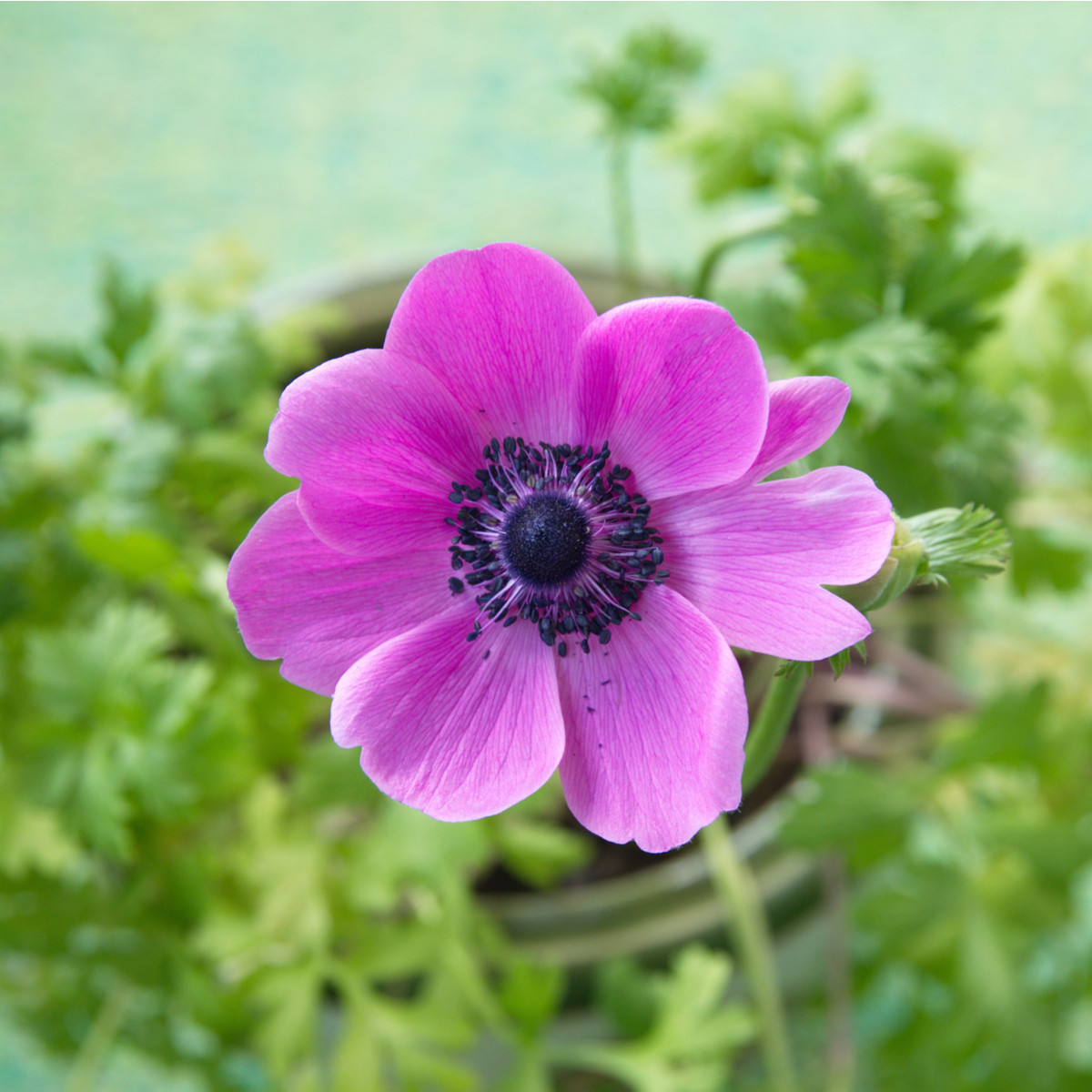 Sasanka Sylphide - Anemone sylphide - hlízy sasanky - 3 ks