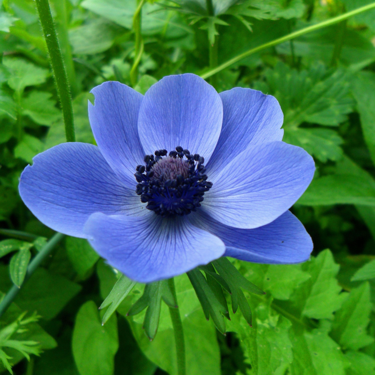 Sasanka Mr. Fokker - Anemone coronaria - hlízy sasanky - 3 ks