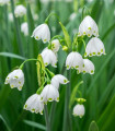 Bledule poletna Giant - Leucojum aestivum - čebulice bledule - 2 kos