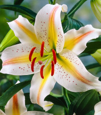 Liliija Garden Party - Lilium - čebulica lilije - 1 kos