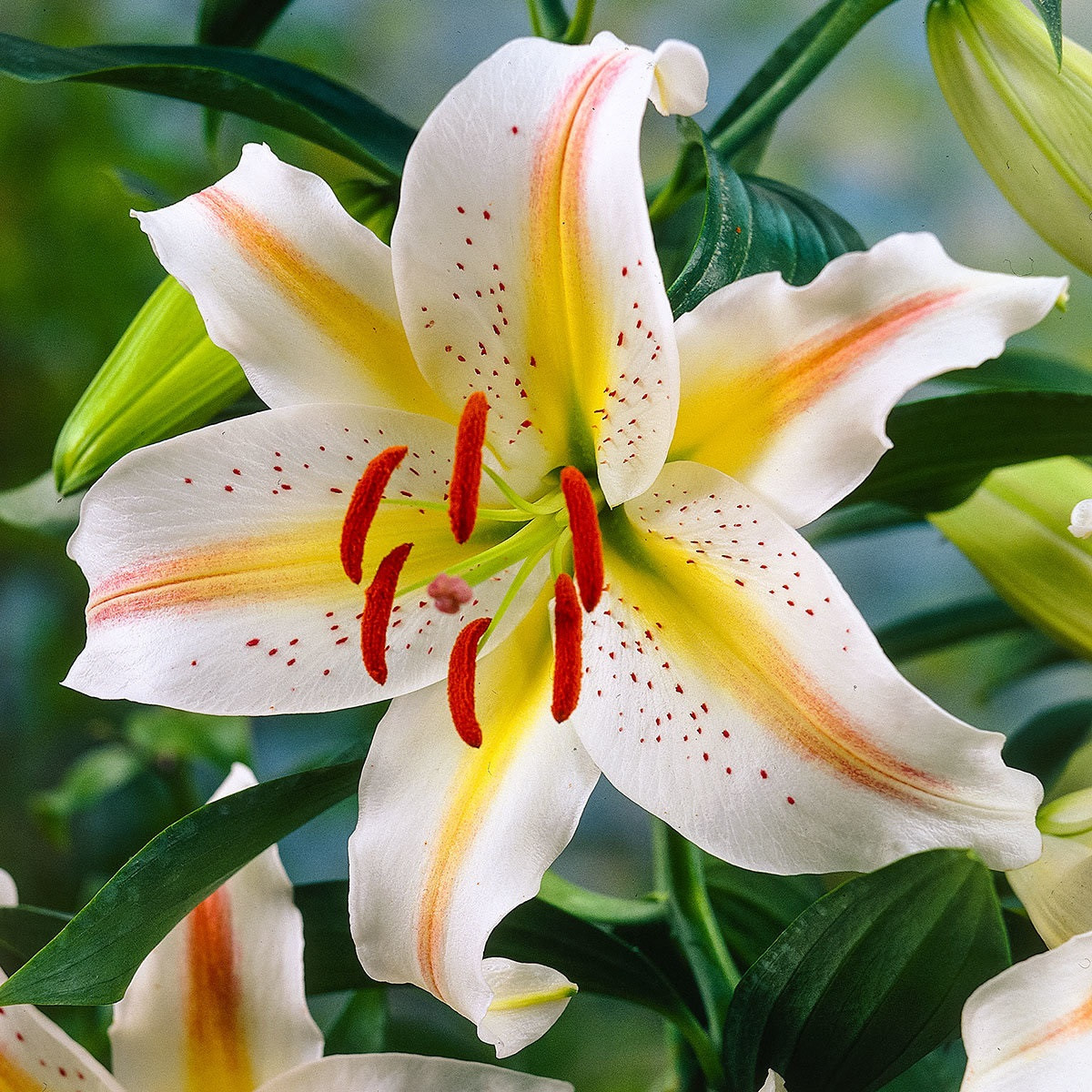 Liliija Garden Party - Lilium - čebulica lilije - 1 kos