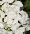 Hvozdik bradati Sweet William - Dianthus barbatus - semena hvozdika - 18 kos