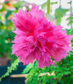 Begonija resasta roza - Begonia fimbriata - gomolji begonije - 2 kosa