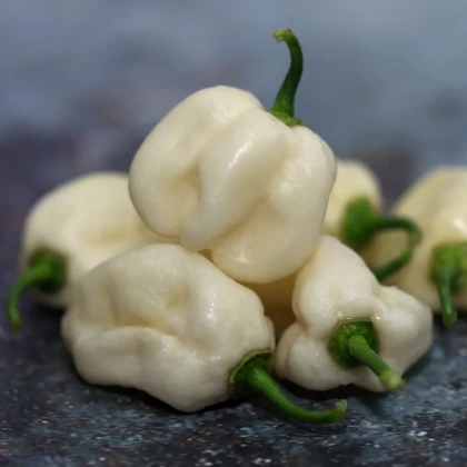 Chilli bílé Bhut Jolokia - Capsicum chinense - semena chilli - 5 ks
