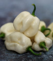 Čili belo Bhut Jolokia - Capsicum chinense - semena čili - 5 kos