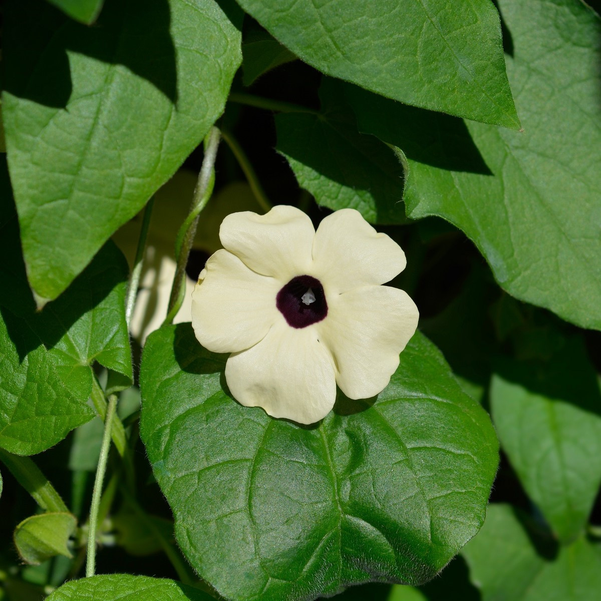 Smatovka křídlatá bílá - Thunbergia alata - semena smatovky - 15 ks