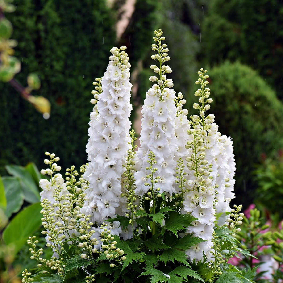 Stračka bílá - Delphinium consolida - semena stračky - 100 ks