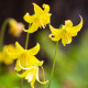 Kandík - Erythronium pagoda - cibule kandíku - 3 ks