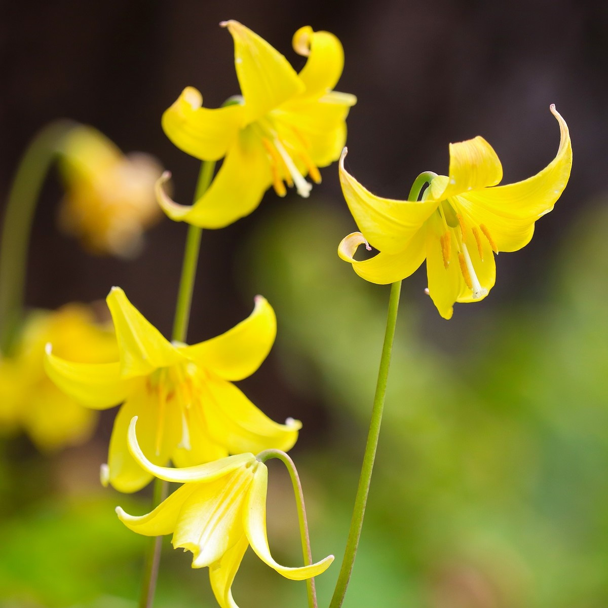 Kandík - Erythronium pagoda - cibule kandíku - 3 ks