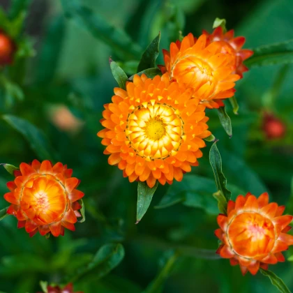 Smil listenatý oranžový - Helichrysum bracteatum - semena smilu - 400 ks