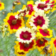 Lepi očki Incredible Dwarf Mix – Coreopsis hybrida – semena lepih očk - 200 kos