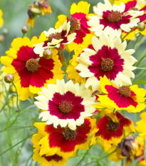 Lepi očki Incredible Dwarf Mix – Coreopsis hybrida – semena lepih očk - 200 kos