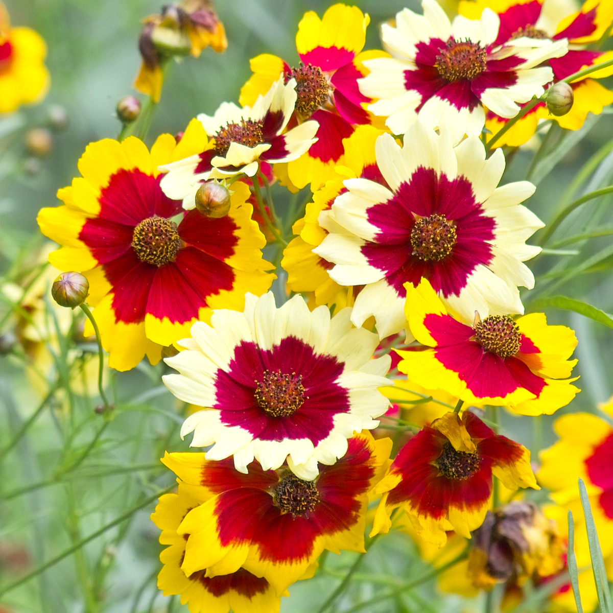 Lepi očki Incredible Dwarf Mix – Coreopsis hybrida – semena lepih očk - 200 kos