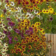 Lepi očki Incredible Dwarf Mix – Coreopsis hybrida – semena lepih očk - 200 kos