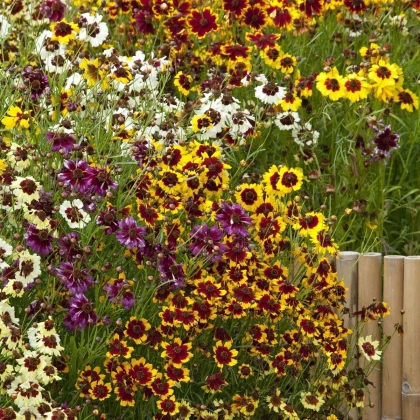 Lepi očki Incredible Dwarf Mix – Coreopsis hybrida – semena lepih očk - 200 kos