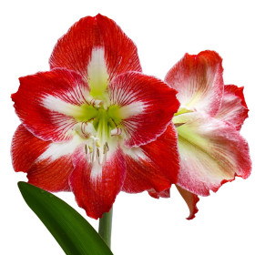 Amarilis / Vitežka