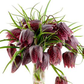 Fritillaria