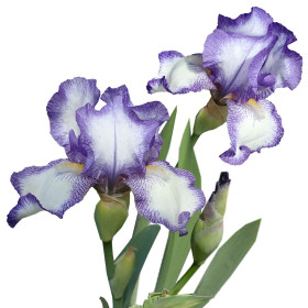 Perunika
