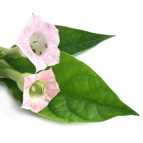 Tobak - semena