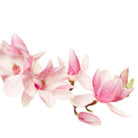 Magnolija