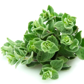 Origano