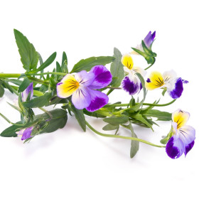 Mačehe/Viola