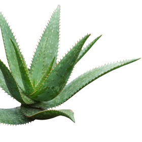 Agava
