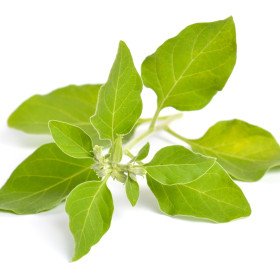 Ginseng