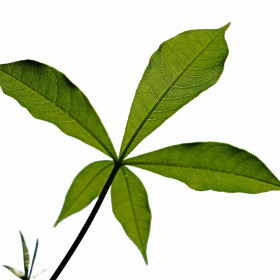 Baobabi