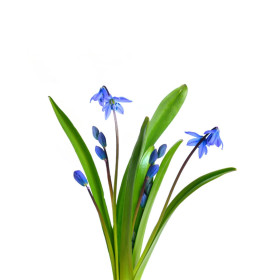 Scilla
