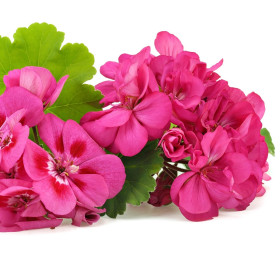 Pelargonije