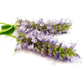 Agastache - trajnice