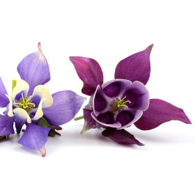 Aquilegia