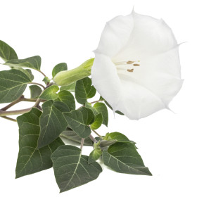 Datura