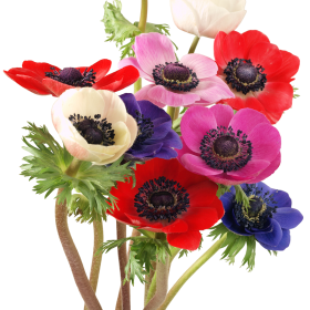 Anemone