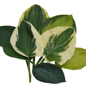 Hosta - Hosta