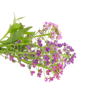 Alyssum