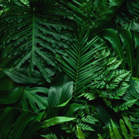 Palme, Juke, Cikasi