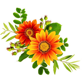 Gazania