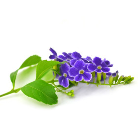 Verbena