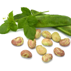 Grmičasti fižol