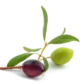Oljka